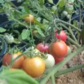 Bio rajče Gartenperle