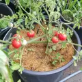 Bio rajče Gartenperle