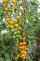 Bio rajče Goldkrone