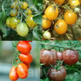 Bio cherry rajčata - směs 4 barevných odrůd