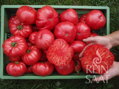 Bio rajče Rosa