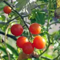 Bio divoké rajče Rote Murmel