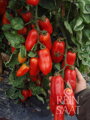 Bio rajče San Marzano