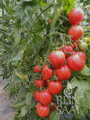 Bio rajče Shimmeig Creg