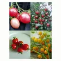 Sladká cherry rajčata - dárková sada semínek