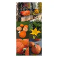 Dýně halloween - dárková sada semínek