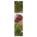 Thajské chilli papričky - dárková sada semínek