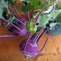 Bio kedluben Blauer Delikatess
