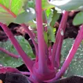 Bio kedluben Blauer Delikatess