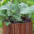Bio kedluben Blauer Delikatess