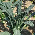Bio listová kapusta Cavolo Nero di Toscana