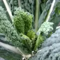 Bio listová kapusta Cavolo Nero di Toscana