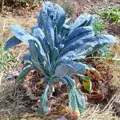 Bio listová kapusta Cavolo Nero di Toscana