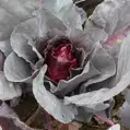Bio červené zelí Kalibos
