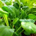 Bio čínské zelí bok choy Tai Sai