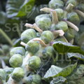 Bio růžičková kapusta Sativa selection