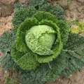 Bio kapusta Vertus