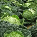 Bio kapusta Vertus