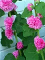 Slezová růže Spring Celebrities Rose