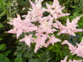 Čechrava japonská Peach Blossom