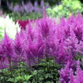 Čechrava chinensis Purple Glory