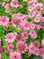 Jarmanka MAJOR ROSEA                             
