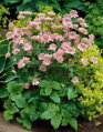 Jarmanka MAJOR ROSEA                             