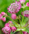 Jarmanka RUBY CLOUD                              