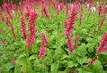 Rdesno SPECIOSA ampl.                         
