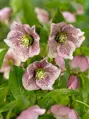 Čemeřice východní (Helleborus orientalis)