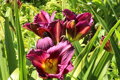 Denivka Grape Velvet
