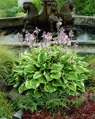 Hosta fortunei Aureomarginata