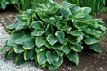 Hosta fortunei Aureomarginata