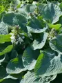 Hosta Big Daddy