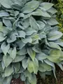 Hosta tardiana Halcyon 