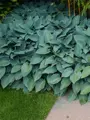 Hosta tardiana Halcyon 