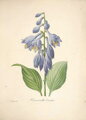 Hosta sieboldiana Frances Williams