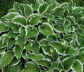 Hosta fortunei Patriot