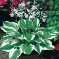 Hosta fortunei Patriot