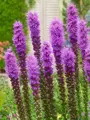 Šuškarda spicata
