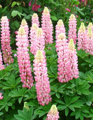 Lupin  The Chatelaine