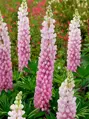 Lupin  The Chatelaine