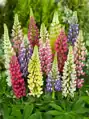 Lupin Russell Hybrid - směs barev