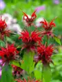 Zavinutka CAMBRIDGE SCARLET                         