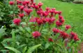 Zavinutka CAMBRIDGE SCARLET                         