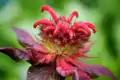 Zavinutka CAMBRIDGE SCARLET                         