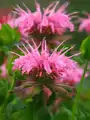Zavinutka CROFTWAY PINK                             