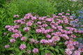 Zavinutka CROFTWAY PINK                             