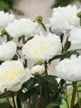 Pivoňka Duchesse de Nemours