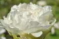 Pivoňka Duchesse de Nemours